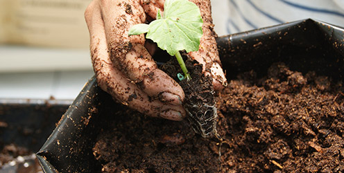 Peat Moss Sustratos Hidropónicos 