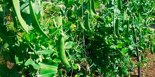 Guía: Cultivo de Chícharo.
