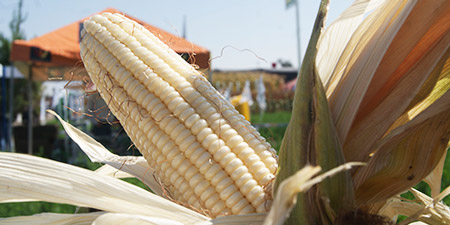 Cultivo Maíz