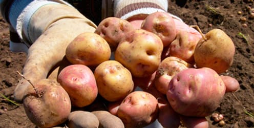 Cultivo Papa