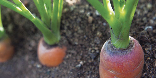Cultivo de Zanahoria
