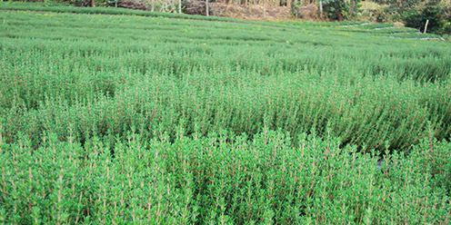 Cultivo de Tomillo
