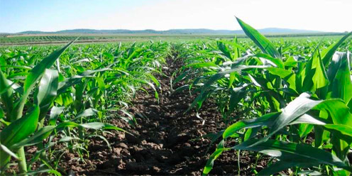 Guía: Cultivo de maíz 2da. parte