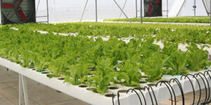 Lechugas cultivadas en el sistema hidropónico NFT 