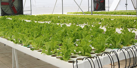 Diseño tuberia NFT