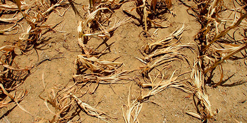 Evaporación en el sustrato