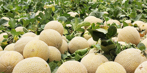 cultivo de melón en campo abierto