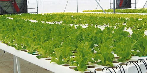 Cultivo de Lechuga Hidropónica: Guía Completa desde la Siembra