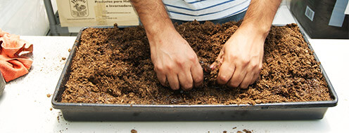 Preparación Peat Moss