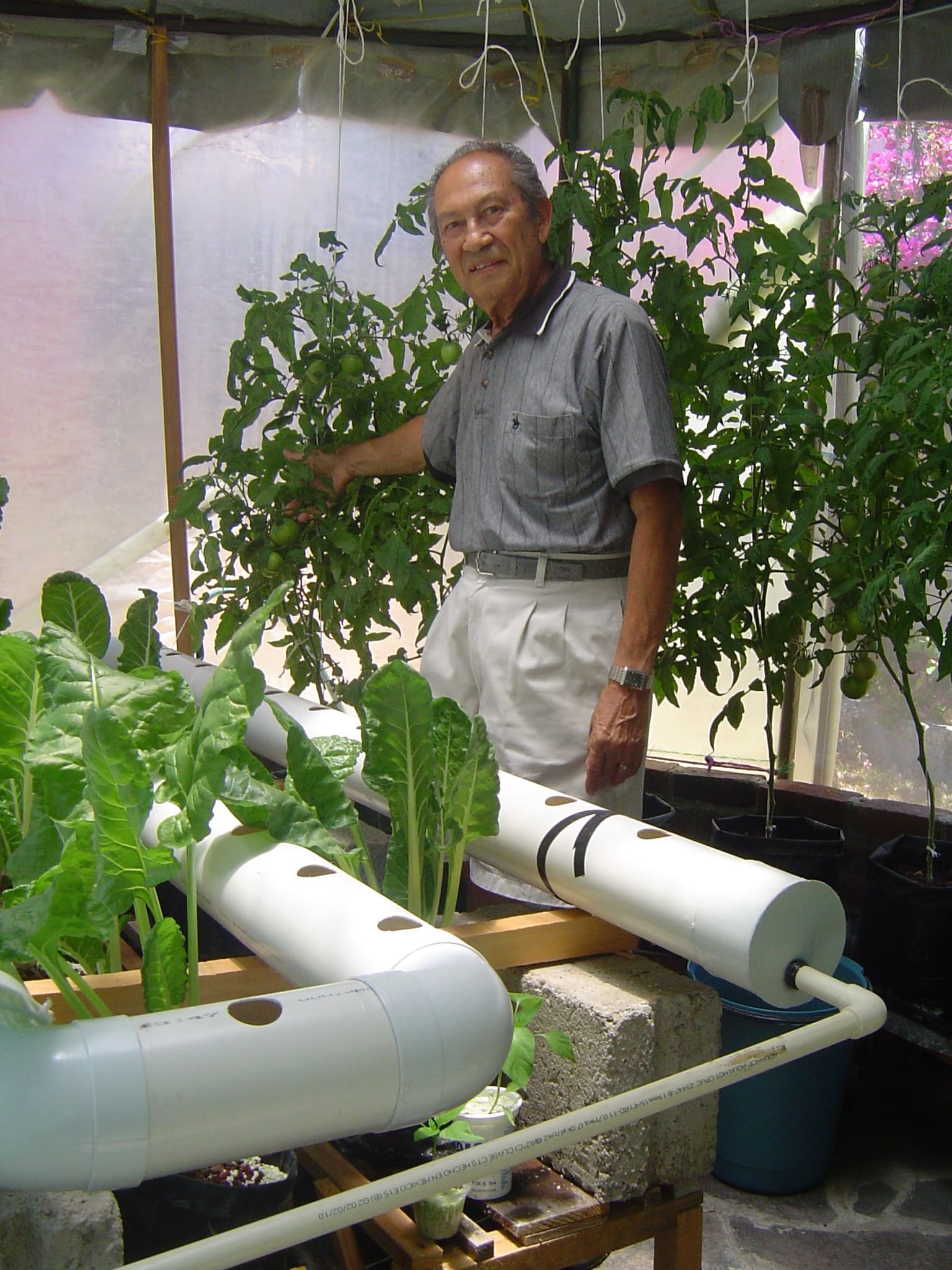 Producción de lechuga en NFT Toluca