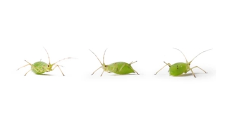 pulgones alcachofa