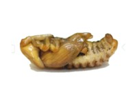 pupa de picudo insecto