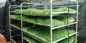Cultivo de forraje verde hidropónico con riego en hidroponía