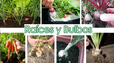 Raices y Bulbos Hidroponia