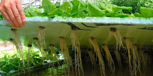 Cultivo en Raíz flotante