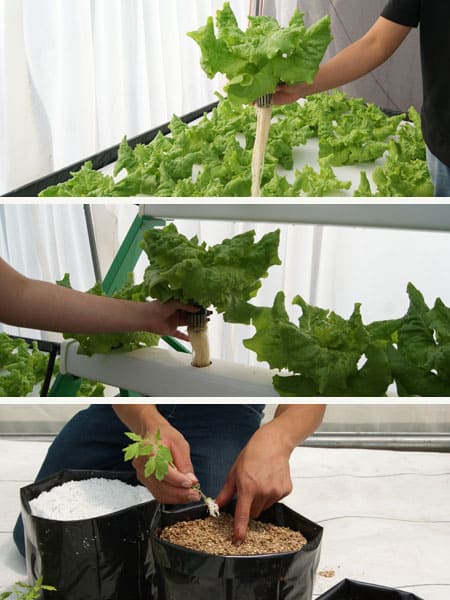 Raiz en cultivo hidropónico