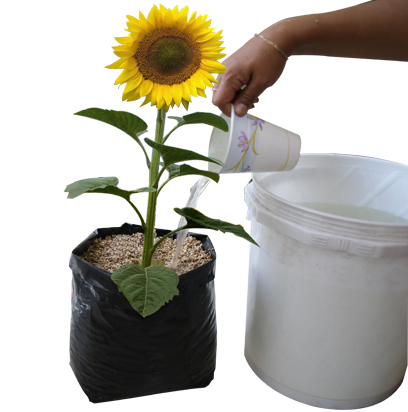 Solución Nutritiva para Flores
