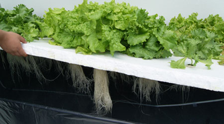 Reduccion de la competencia de Nutrientes en Raiz Flotante