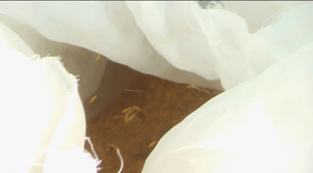 remojado de semillas para hacer la pregerminación