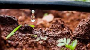 Fertilizante Cultivo de higo