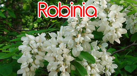 Robinia para elaboración de repelente orgánico