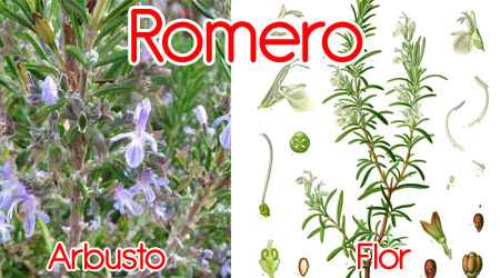 Romero para elaboración de repelente orgánico