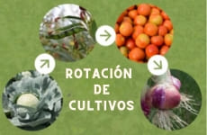 rotacion de cultivos