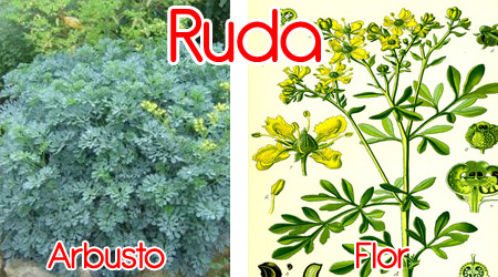 Ruda para elaboración de repelente orgánico
