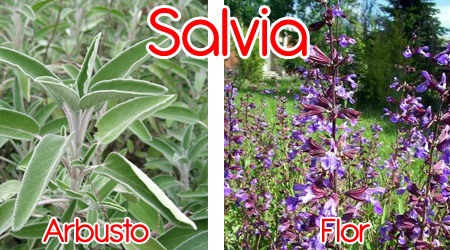 Salvia para elaboración de repelente orgánico