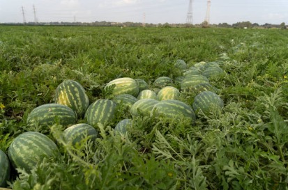 sandia clima calido y poco lluvioso