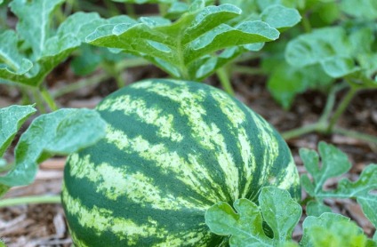 Cultivo de Sandía en campo