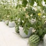Guía para el Cultivo de Sandía: De la Siembra a la Cosecha