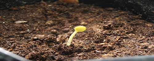 Sandia Germinacion