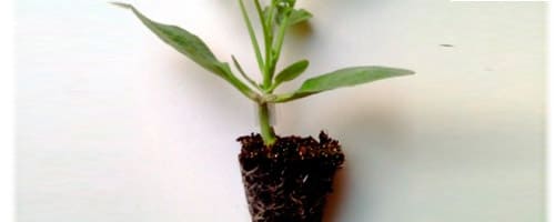 Sandia Trasplante