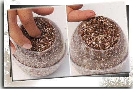 Sembrando Semilla Lechuga Peat Moss
