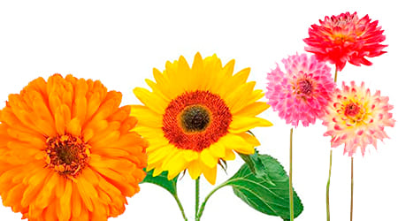 Semillas de Flores