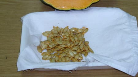 Semillas Calabaza para germinacion
