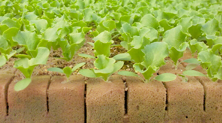 Guía: ¿Cómo usar Foami Agrícola?