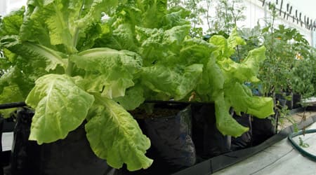 Lechuga hidropónica en bolsa negra y canaleta