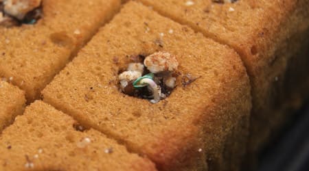 Brote de semilla de jitomate en semillero de Foami Agricola