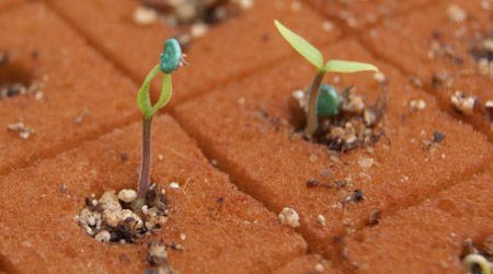 crecimiento inicial de la plántula en foami agricola