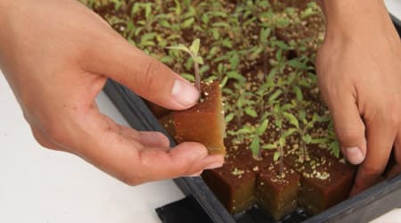 corte de cubo de semillero de foami agricola para transplante