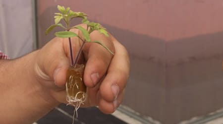 plantula con hojas verdadera en cubo de foami agricola