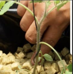 tutorado o tutoraje de planta