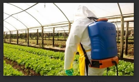 fumigación de cultivo bajo invernadero