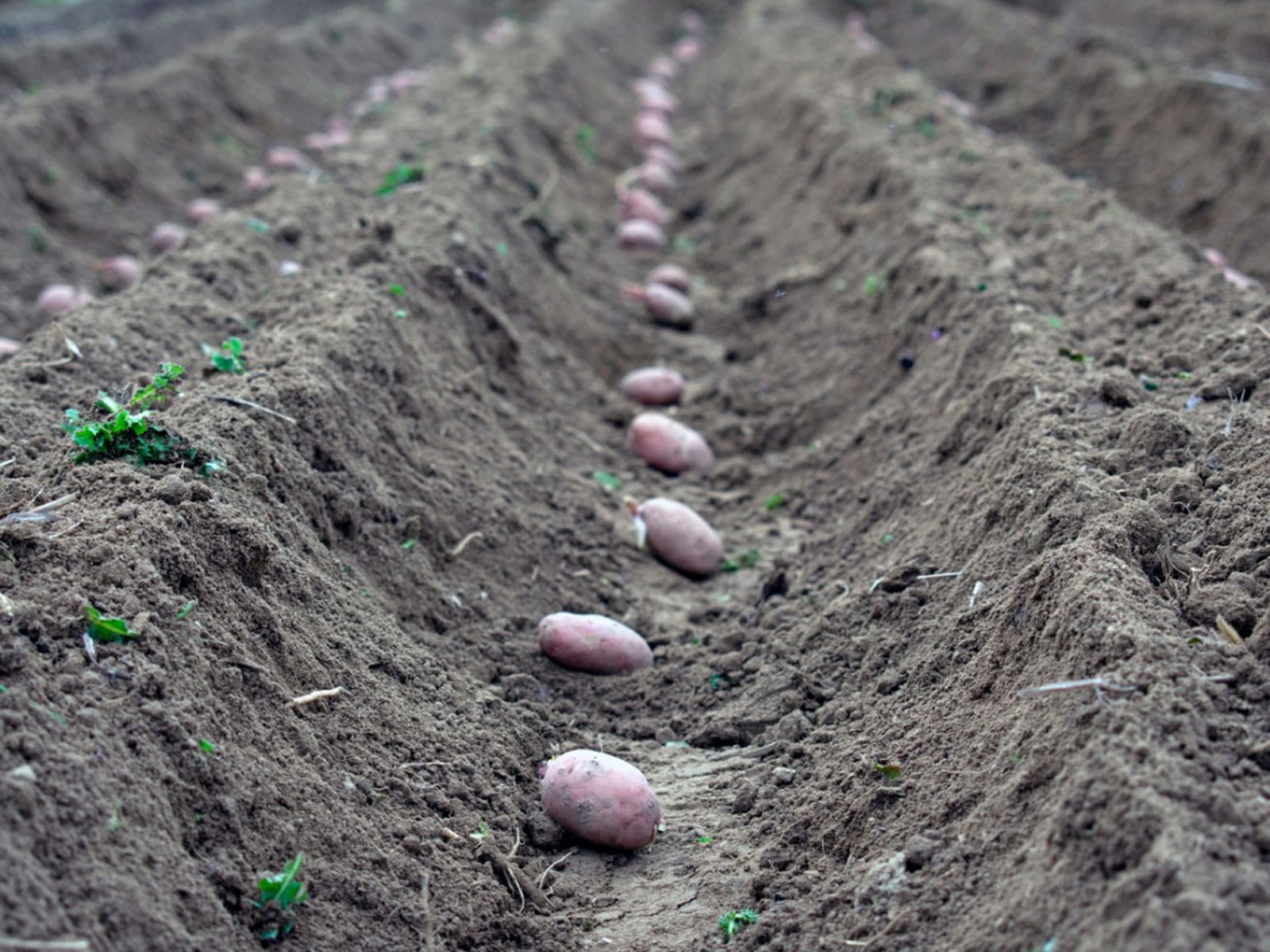 siembra de papas a campo abierto