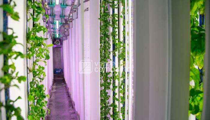 Cultivo vertical