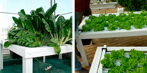 Guía: Cultivo en Sistema NGS