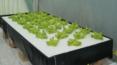 Sistema Raíz Flotante