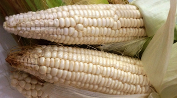 Guía: Cultivo de maíz 1ra. parte